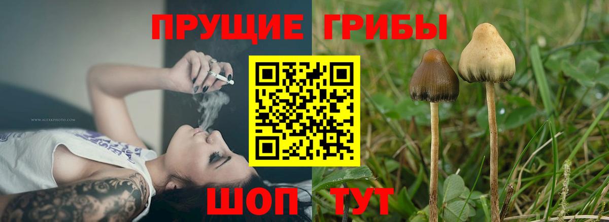 купить наркоту  Галлюциногенные грибы мицелий  Вход с VPN  Псилоцибиновые грибы GOLDEN TEACHER  Санкт-Петербург 